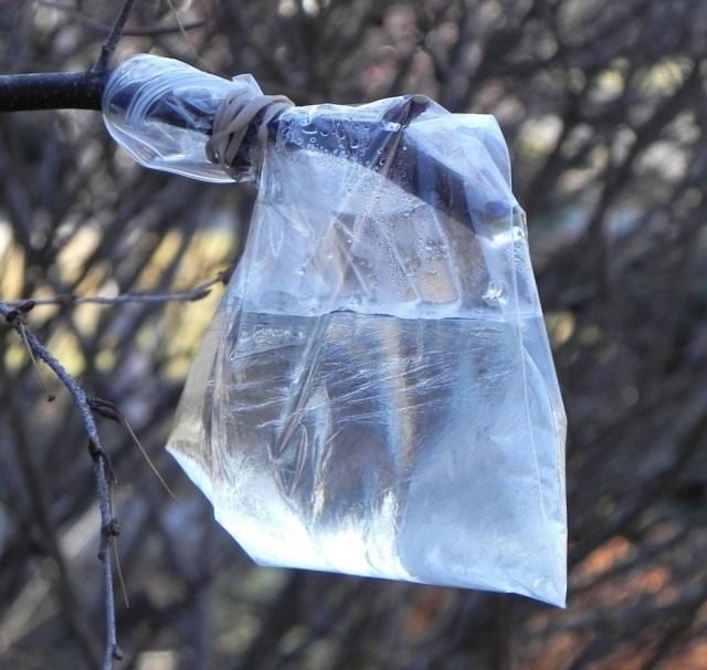 Birch -sap is een magisch drankje. Wanneer worden ze verzameld? Hoe correct te extraheren? De voordelen van berkensap. Foto