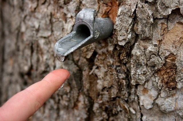 Birch -sap is een magisch drankje. Wanneer worden ze verzameld? Hoe correct te extraheren? De voordelen van berkensap. Foto