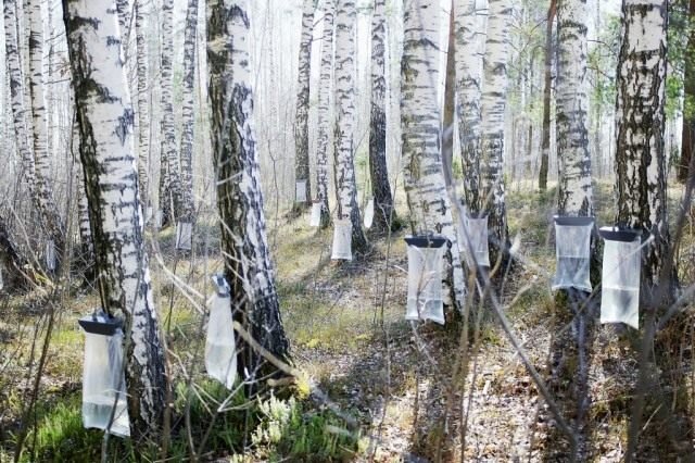 Birch -sap is een magisch drankje. Wanneer worden ze verzameld? Hoe correct te extraheren? De voordelen van berkensap. Foto