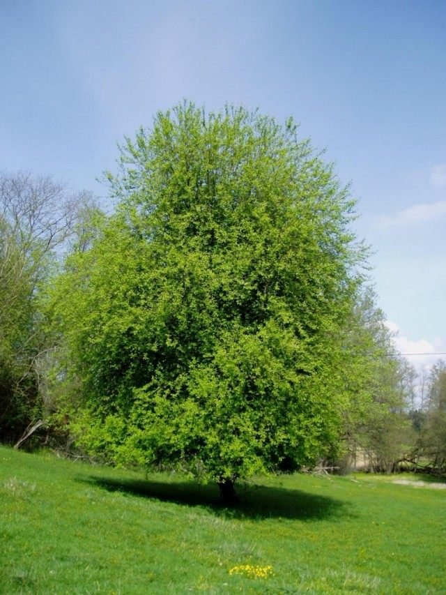 Cheryomukha - Groeien, soorten en vormen. Planten en zorg. Foto