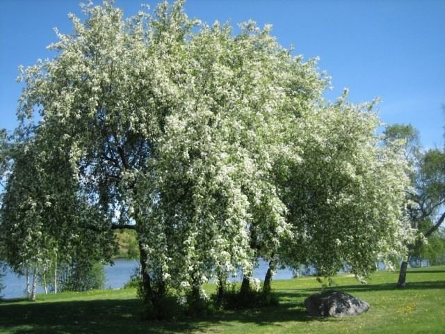 Cheryomukha - Groeien, soorten en vormen. Planten en zorg. Foto