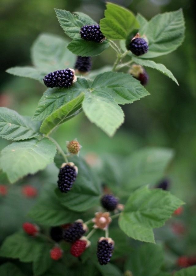 Shelter of Blackberries voor de winter. De belangrijkste soorten schuilplaatsen