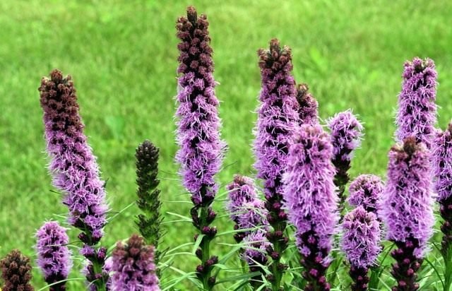 Liatris is een bloem van een Amerikaanse droom. Zorg, groeien, reproductie. Foto