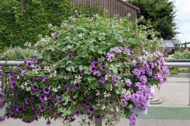 5 opties voor het ontwerpen van composities in containers. Selectie van bloemen voor containers, bloemverhalen, bloempots. Foto, Kaleyard 5 opties voor het ontwerpen van composities in containers. Selectie van bloemen voor containers, bloemverhalen, bloempots. Foto