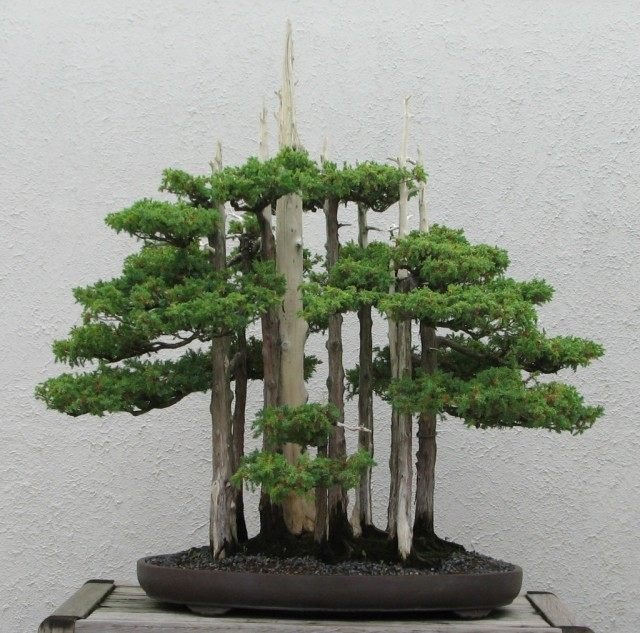 Manieren om bonsai te laten groeien. Hoe een Bonsai -boom te kweken. Foto