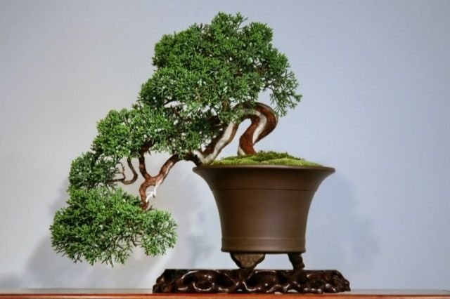 Manieren om bonsai te laten groeien. Hoe een Bonsai -boom te kweken. Foto