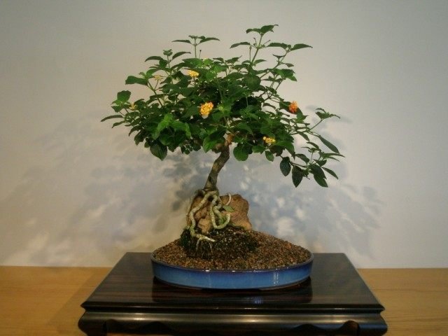 Manieren om bonsai te laten groeien. Hoe een Bonsai -boom te kweken. Foto