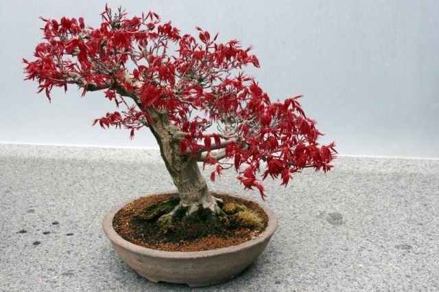 Manieren om bonsai te laten groeien. Hoe een Bonsai -boom te kweken. Foto