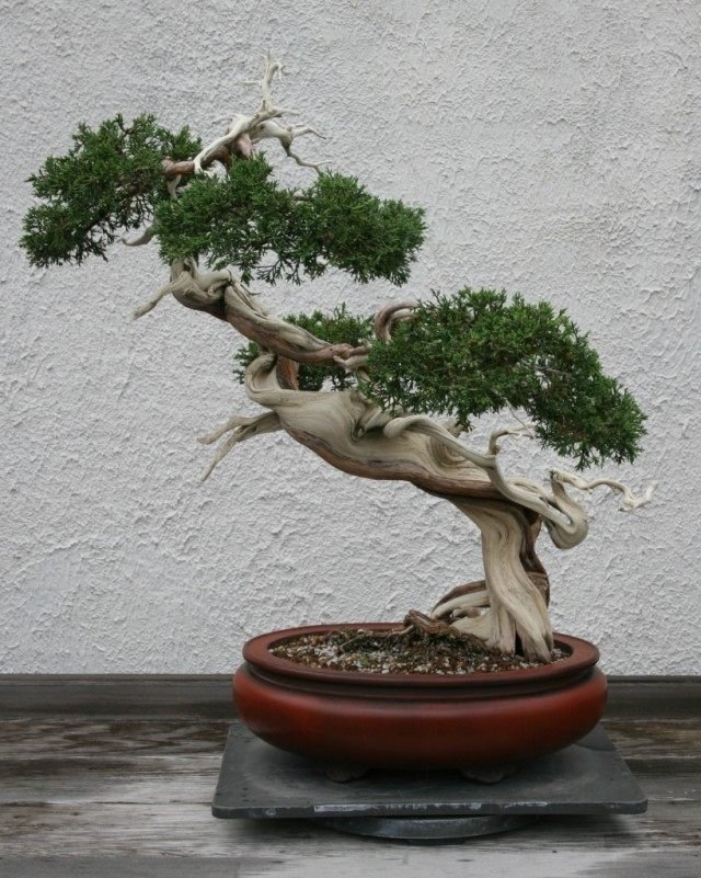 Manieren om bonsai te laten groeien. Hoe een Bonsai -boom te kweken. Foto