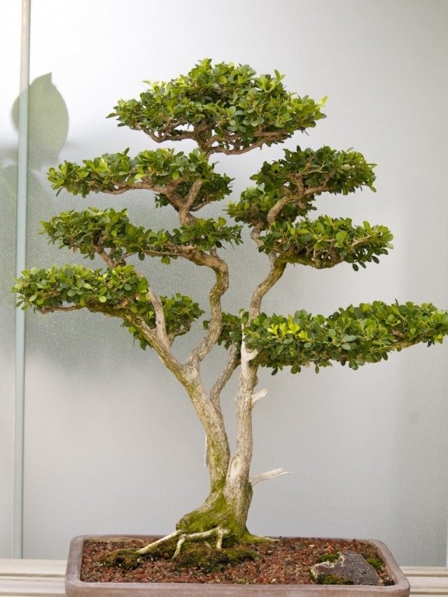 Manieren om bonsai te laten groeien. Hoe een Bonsai -boom te kweken. Foto