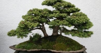 Hoe bonsai te voeden? Meststoffen voor bonsai. Foto