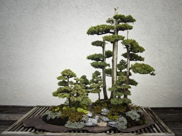 Manieren om bonsai te laten groeien. Hoe een Bonsai -boom te kweken. Foto