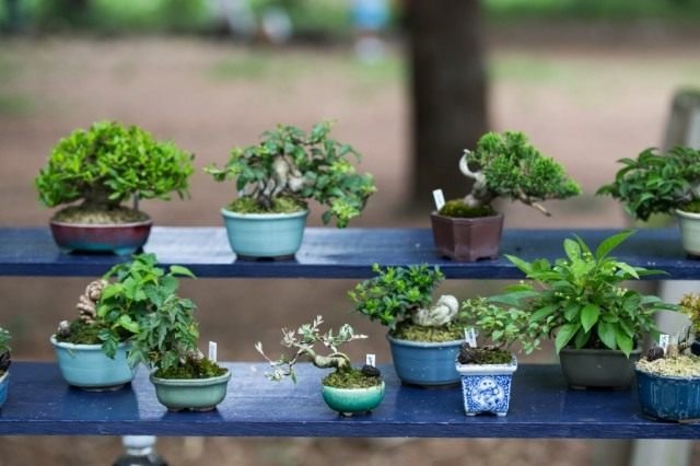 Manieren om bonsai te laten groeien. Hoe een Bonsai -boom te kweken. Foto