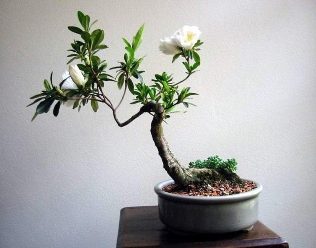 Manieren om bonsai te laten groeien. Hoe een Bonsai -boom te kweken. Foto