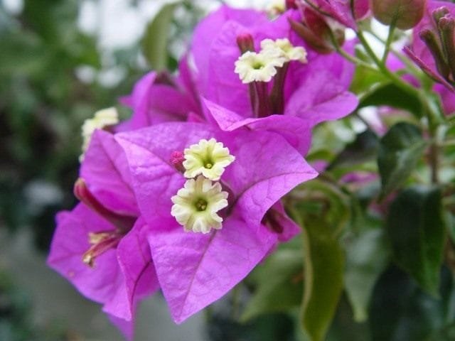 Bigenville Naked – Bright Bonsai. Zorg, groeien, reproductie. Foto, Kaleyard Bigenville Naked - Bright Bonsai. Zorg, groeien, reproductie. Foto