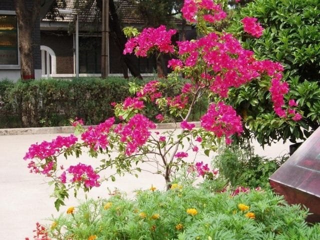 Bigenville Naked – Bright Bonsai. Zorg, groeien, reproductie. Foto, Kaleyard Bigenville Naked - Bright Bonsai. Zorg, groeien, reproductie. Foto