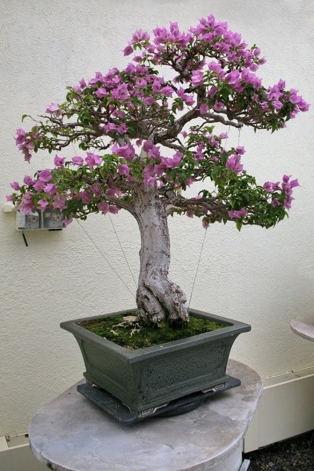 Bigenville Naked – Bright Bonsai. Zorg, groeien, reproductie. Foto, Kaleyard Bigenville Naked - Bright Bonsai. Zorg, groeien, reproductie. Foto