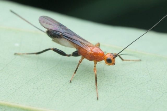 Handige insecten in de tuin. Hoe insecten aan te trekken? Lijst, beschrijving, weergaven, foto's