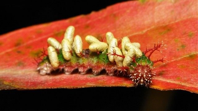 Handige insecten in de tuin. Hoe insecten aan te trekken? Lijst, beschrijving, weergaven, foto's