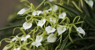 7 van de meest originele binnenorchideeën. Lijst met namen met foto - pagina 3 van de 8