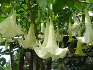 Brugmansia is een geurige koningin van de nacht. Zorg, groeien, reproductie. Ziekten en ongedierte. Foto