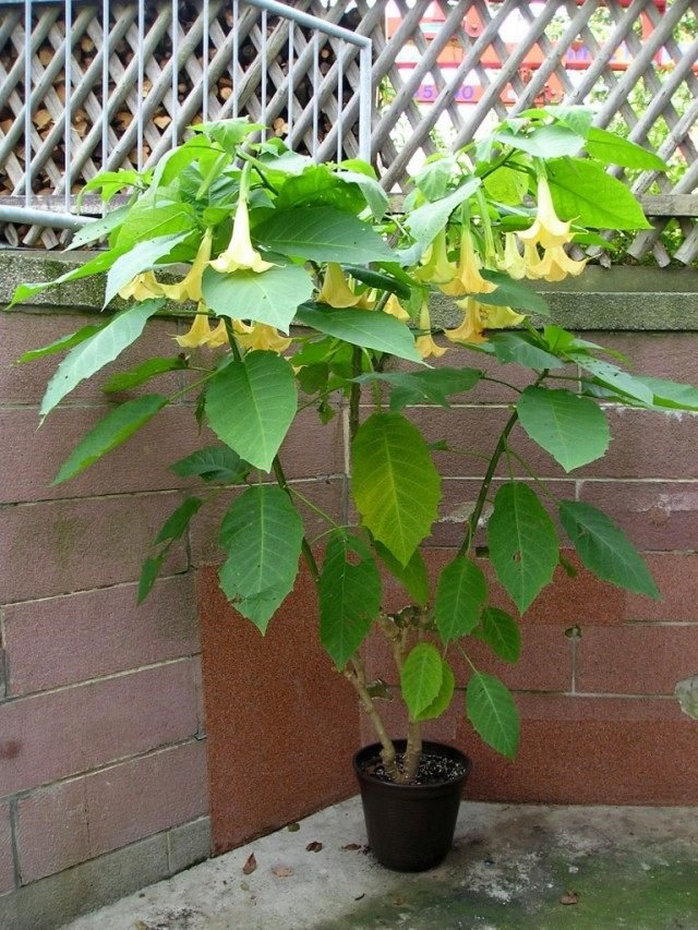 Brugmansia is een geurige koningin van de nacht. Zorg, groeien, reproductie. Ziekten en ongedierte. Foto