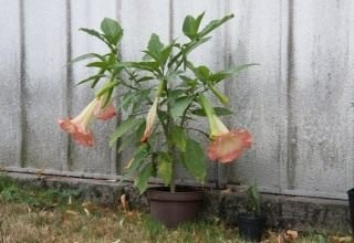 Brugmansia is een geurige koningin van de nacht. Zorg, groeien, reproductie. Ziekten en ongedierte. Foto