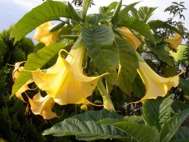 Brugmansia is een geurige koningin van de nacht. Zorg, groeien, reproductie. Ziekten en ongedierte. Foto