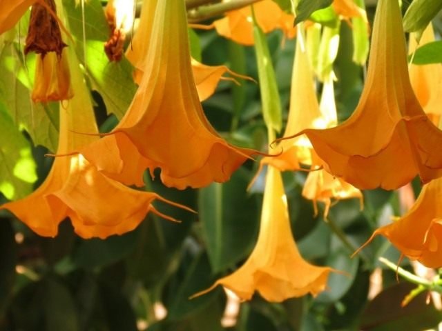 Brugmansia is een geurige koningin van de nacht. Zorg, groeien, reproductie. Ziekten en ongedierte. Foto