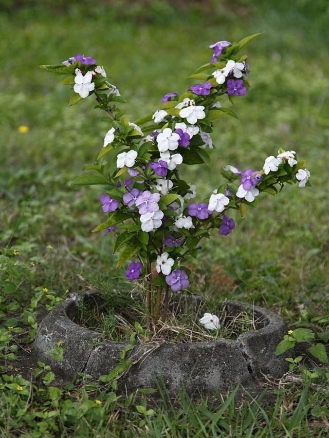 Brunfelsia is een variabele bloem met een hekserij geur. Groeien en zorg. Foto