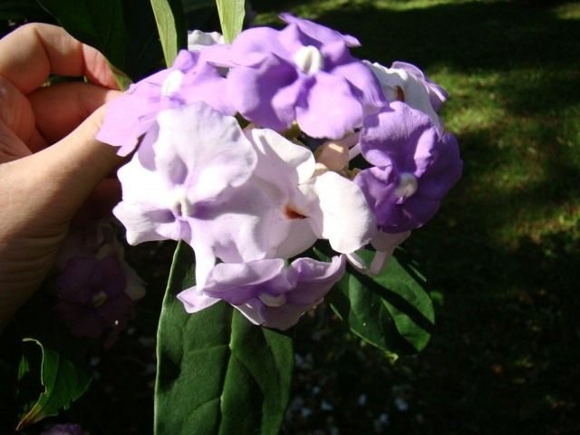 Brunfelsia is een variabele bloem met een hekserij geur. Groeien en zorg. Foto