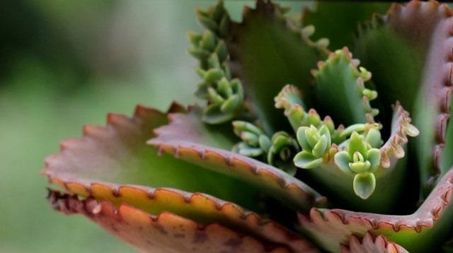 Briophyllum is een levendige niet -kalanchoe. Zorg thuis. Foto