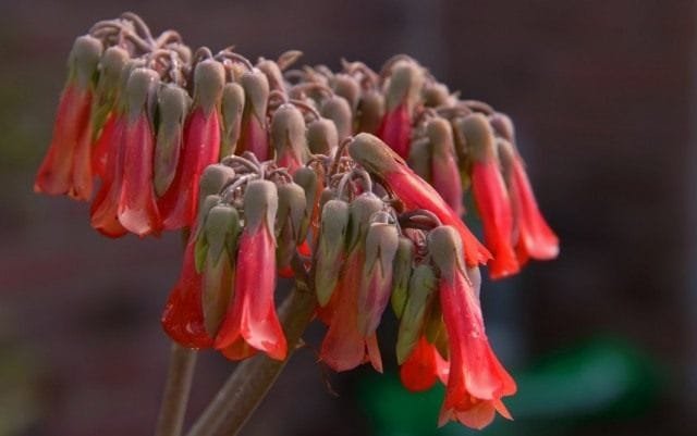 Briophyllum is een levendige niet -kalanchoe. Zorg thuis. Foto