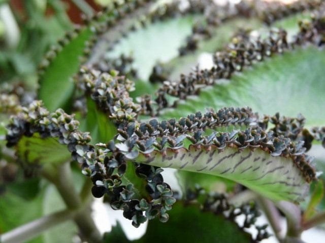 Briophyllum is een levendige niet -kalanchoe. Zorg thuis. Foto