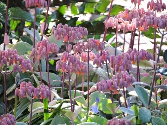 Briophyllum is een levendige niet -kalanchoe. Zorg thuis. Foto