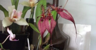 7 van de meest originele binnenorchideeën. Lijst met namen met foto's - pagina 8 van de 8