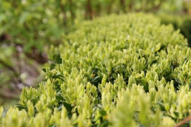 Bogsus of buxus. Zorg, teelt, reproductie, landing. Foto