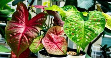 6 van de meest spectaculaire binnenplanten met multi -kleurbladeren. Lijst met planten met meerdere gekleurde bladeren. Namen en foto's - pagina 2 van 7