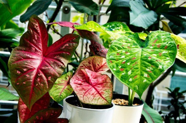 6 van de meest spectaculaire binnenplanten met multi -kleurbladeren. Lijst met planten met meerdere gekleurde bladeren. Namen en foto's - pagina 2 van 7