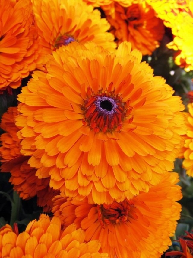 Calendula medicinaal. Handige eigenschappen en toepassing. Zorg, groeien, reproductie. Foto