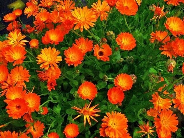 Calendula - Een bloem voor schoonheid en goed!. Zorg, groeien, reproductie. Tuin, medicinale planten. Foto