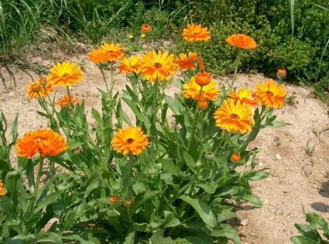 Calendula medicinaal. Handige eigenschappen en toepassing. Zorg, groeien, reproductie. Foto