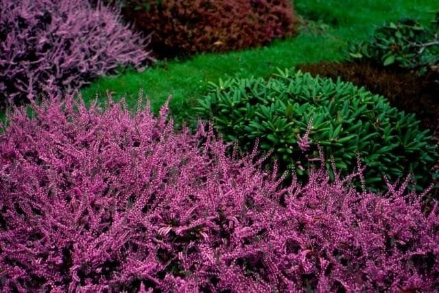 Heather voor het creëren van landschapscomposities. Planten en zorg. Foto