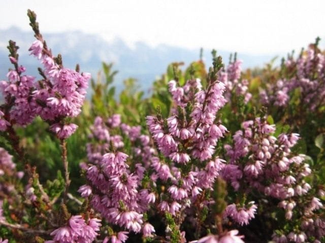 Heather on the Garden Plot. Zorg, groeien, reproductie. Gunstige kenmerken. Foto