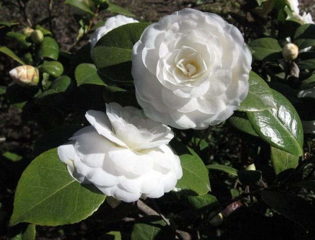 Camellia is een bloemaristocraat. Zorg, groeien, reproductie. Ziekten en plagen, moeilijkheden. Foto