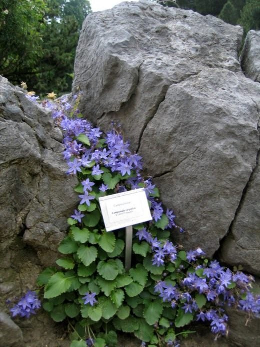 "Mijn klokken, steppe bloemen"