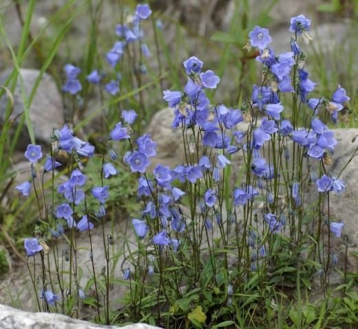 "Mijn klokken, steppe bloemen"