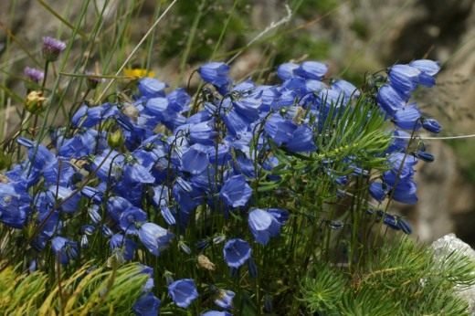 "Mijn klokken, steppe bloemen"