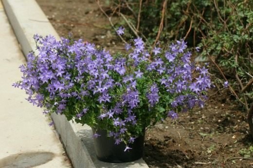 "Mijn klokken, steppe bloemen"