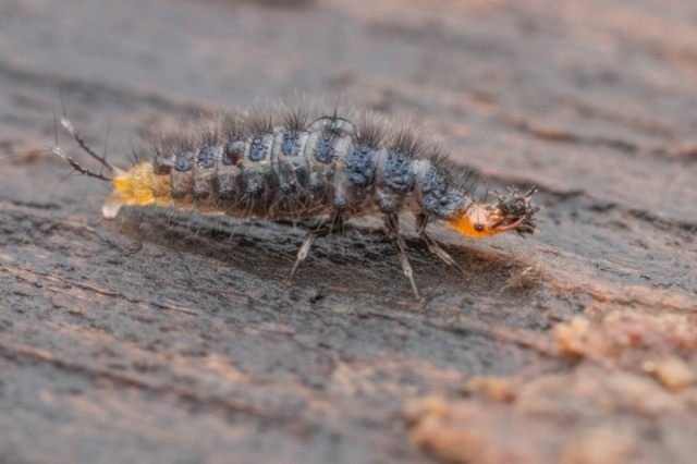 Handige insecten in de tuin. Hoe insecten aan te trekken? Lijst, beschrijving, weergaven, foto's